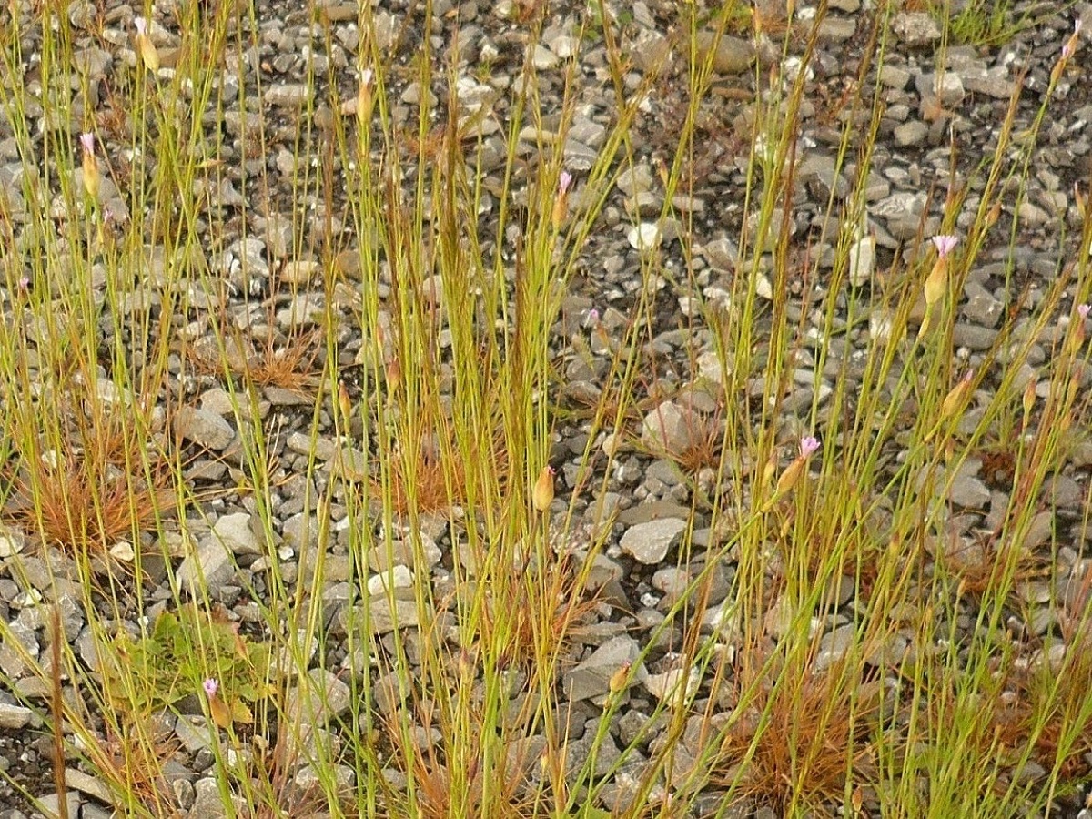 Petrorhagia nanteuilii (Caryophyllaceae)